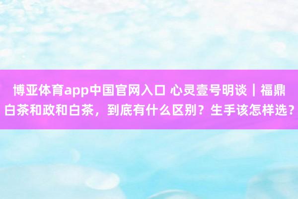 博亚体育app中国官网入口 心灵壹号明谈｜福鼎白茶和政和白茶，到底有什么区别？生手该怎样选？