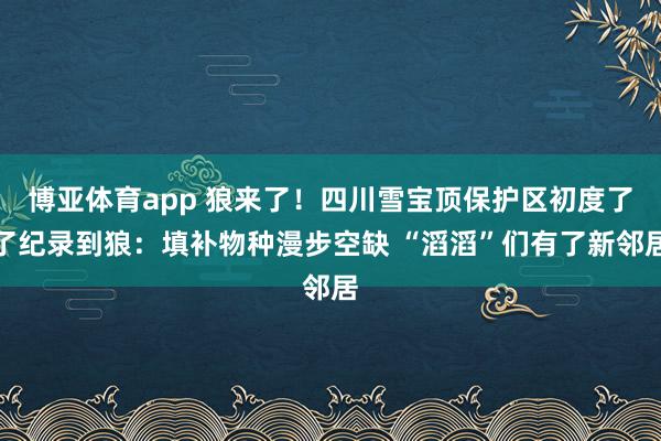 博亚体育app 狼来了！四川雪宝顶保护区初度了了纪录到狼：填补物种漫步空缺 “滔滔”们有了新邻居