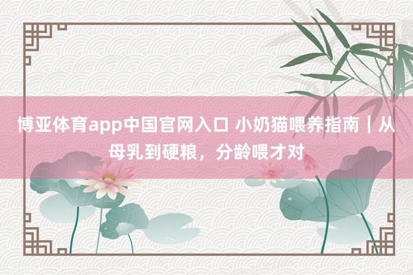 博亚体育app中国官网入口 小奶猫喂养指南｜从母乳到硬粮，分龄喂才对