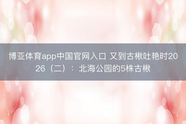 博亚体育app中国官网入口 又到古楸吐艳时2026（二）：北海公园的5株古楸